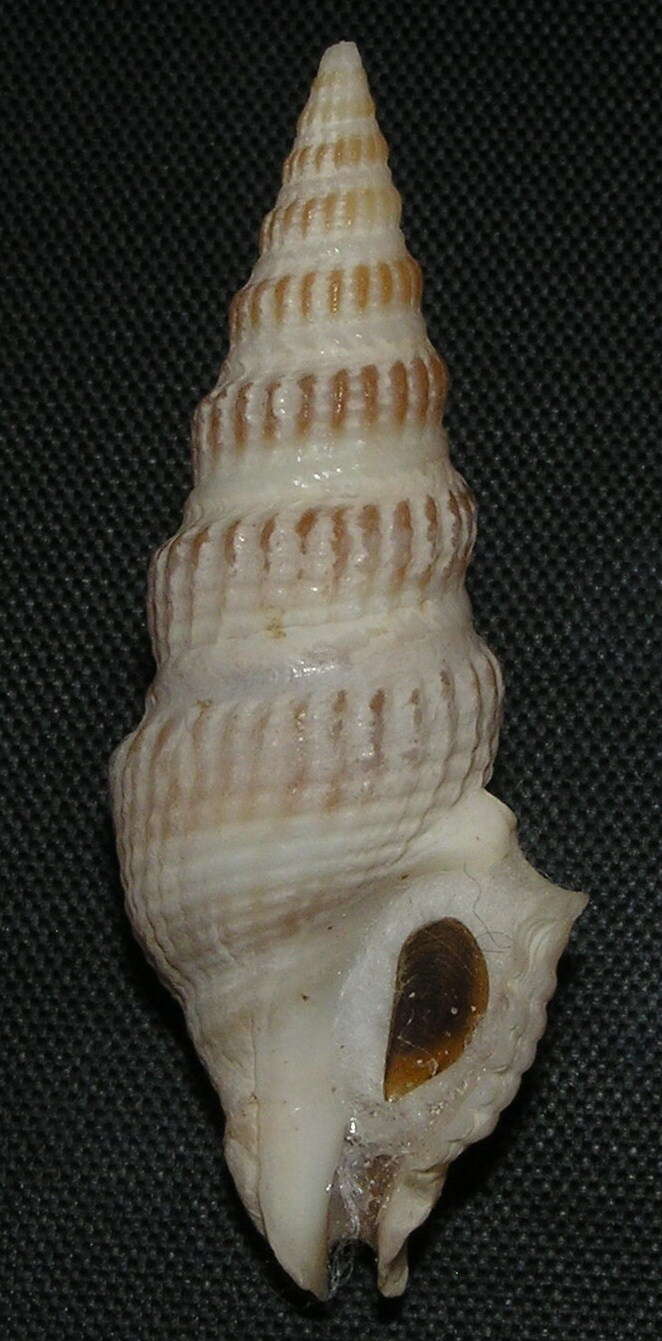 Clathrodrillia gibbosa (Born 1778) resmi