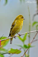 Image de Serin du Tibet