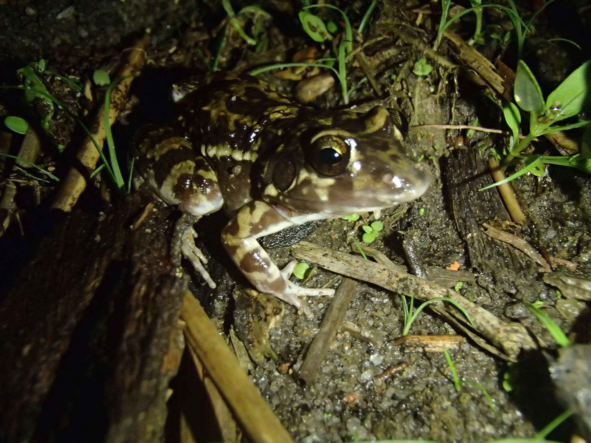 Image of Leptodactylus troglodytes Lutz 1926