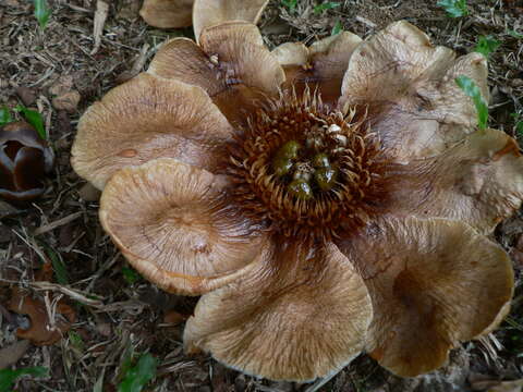 Image de Clusia grandiflora Splitg.