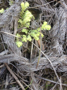 Image of Meadow Spike-Moss