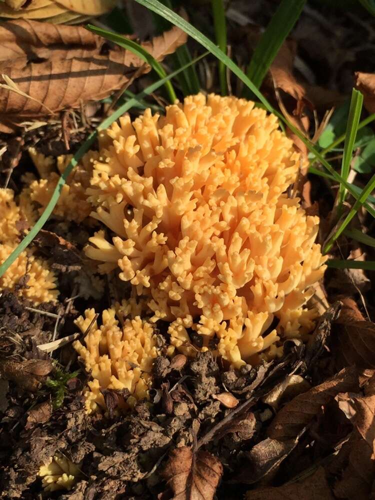 Image of Ramaria flava (Schaeff.) Quél. 1888