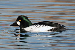 Image of Bucephala Baird & SF 1858