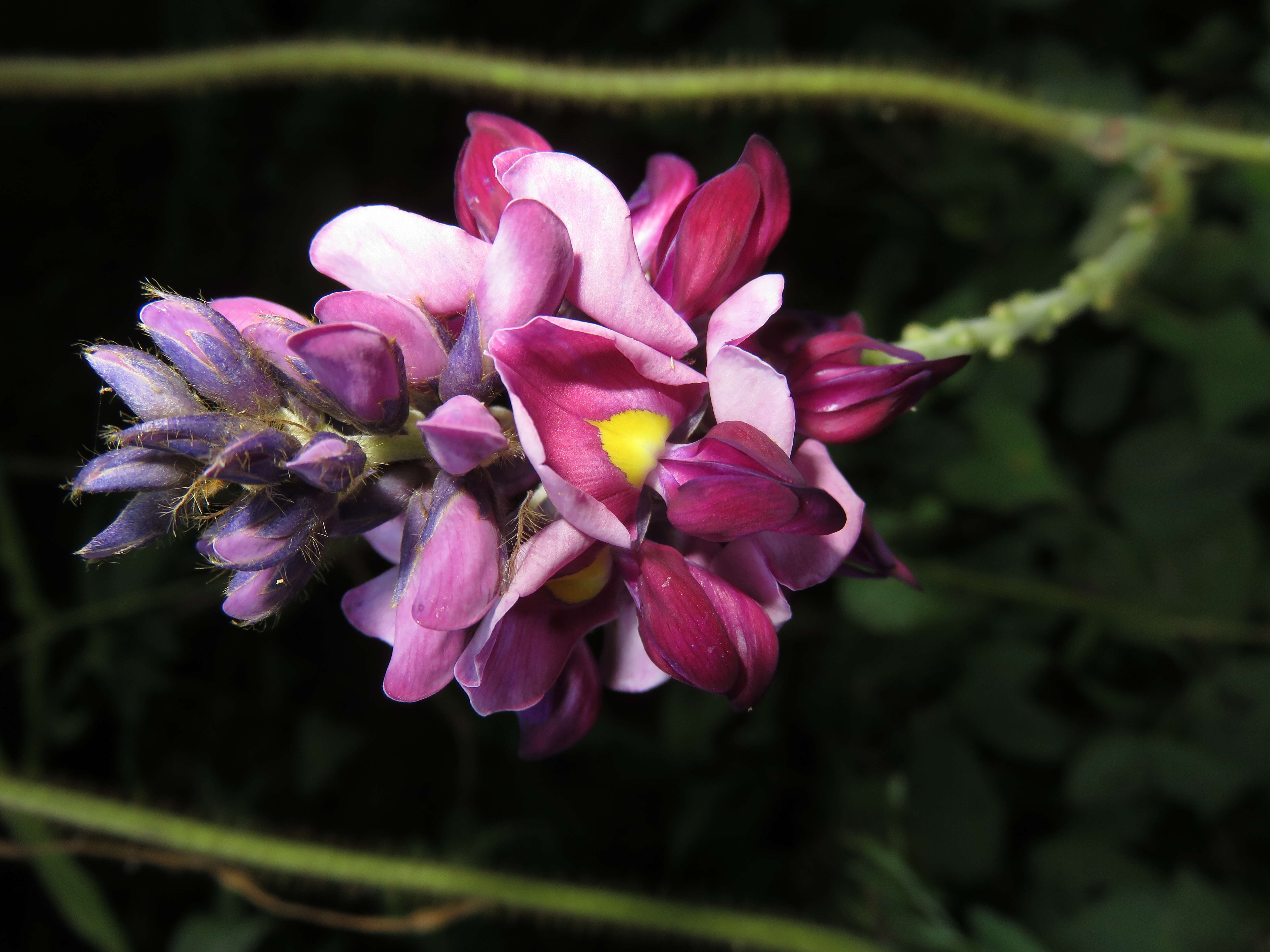 Image de Pueraria montana var. lobata (Willd.) Sanjappa & Pradeep