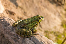 Image of Eurasian Marsh Frog