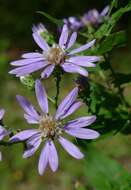 Image of thinleaf late purple aster