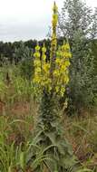 Image of Great Mullein