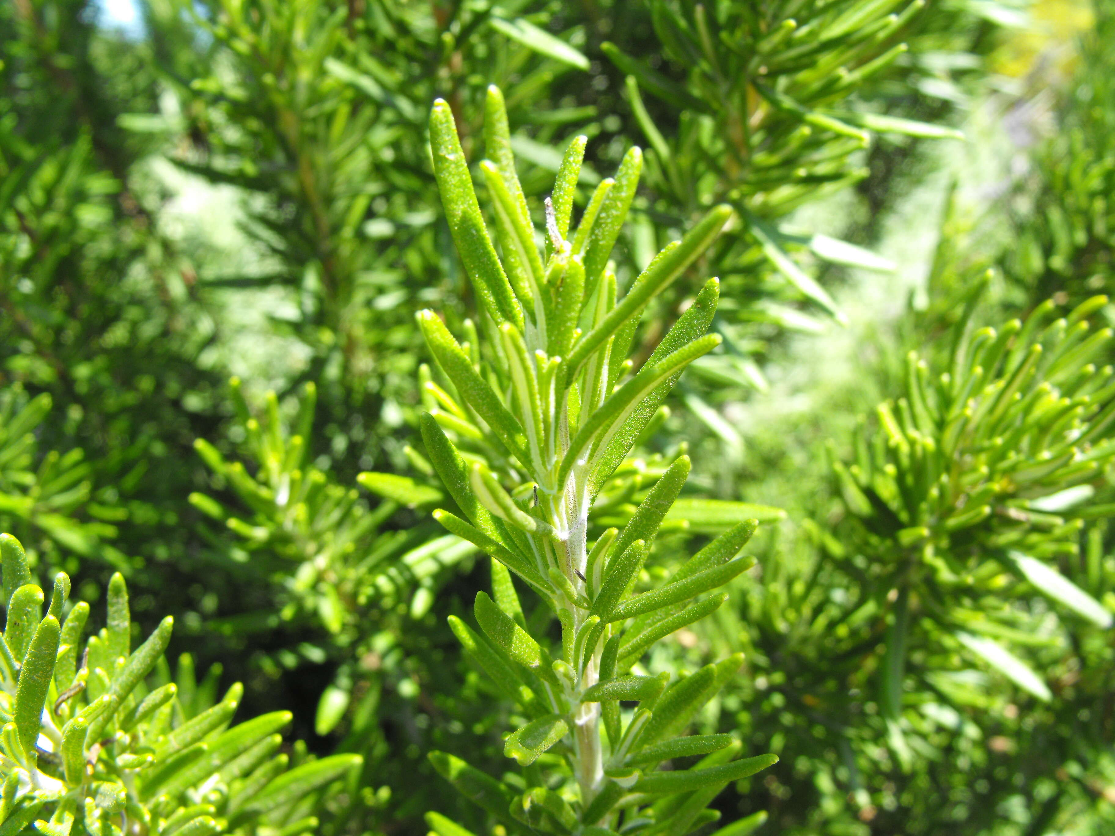 Image of Rosemary