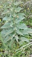 Image of Great Mullein