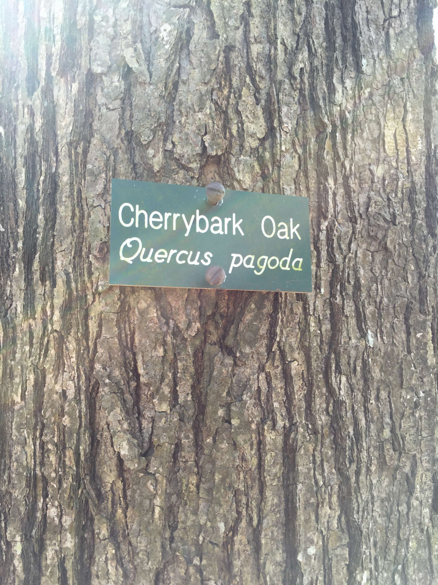 Image of Cherrybark Oak