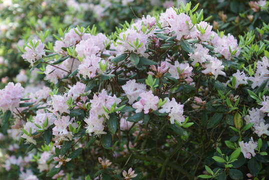 Plancia ëd Rhododendron minus Michx.