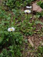 Imagem de Erigeron melanocephalus (A. Nels.) A. Nels.