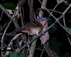 Image of Southern Chestnut-tailed Antbird