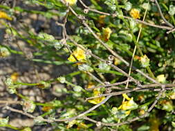 Image of Verbascum pinnatifidum Vahl