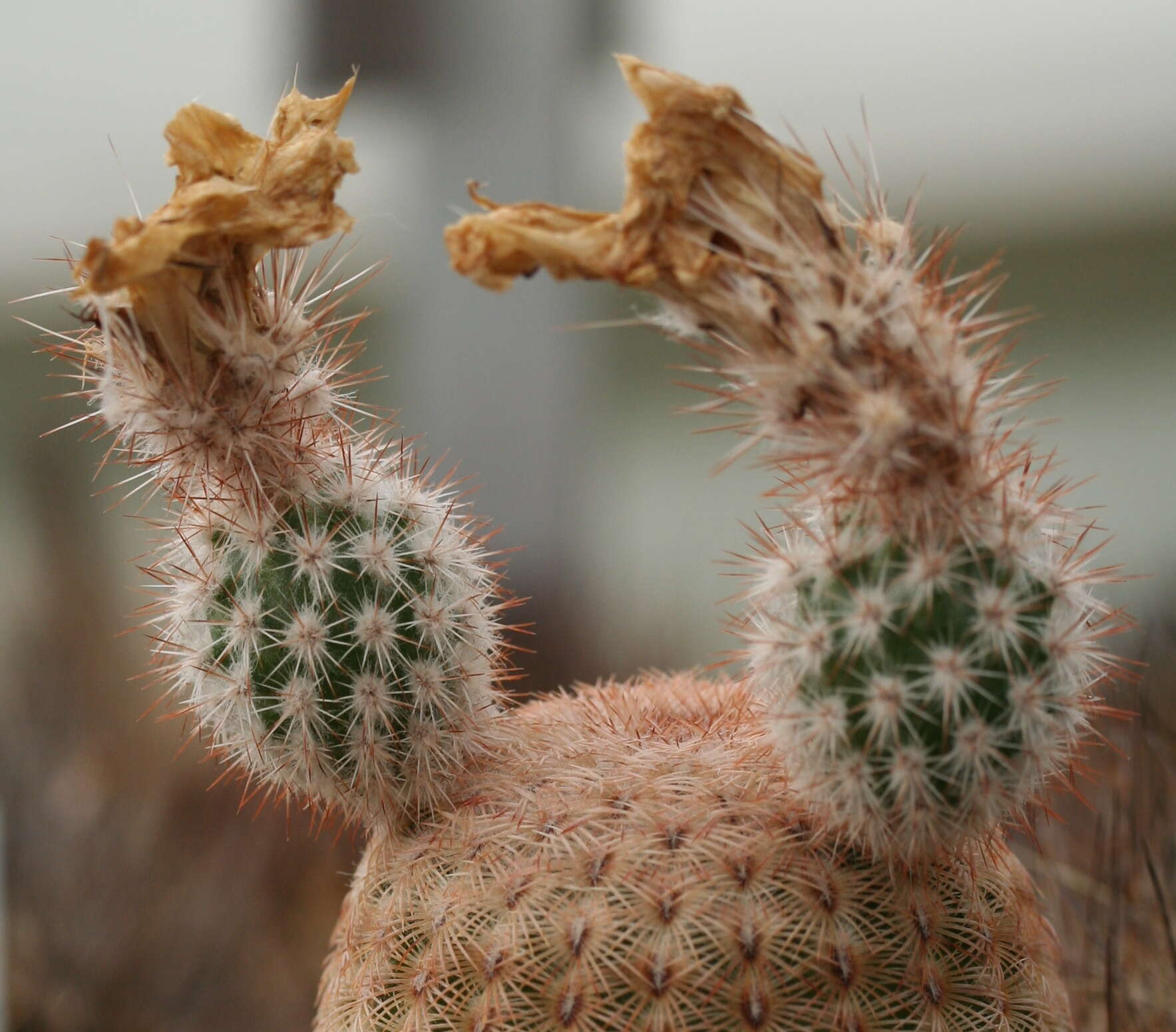 Image of Arizona Rainbow Cactus