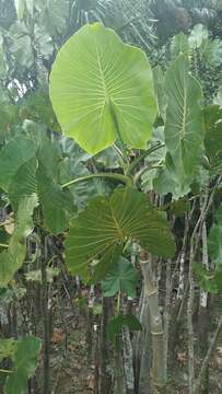 Image of aninga