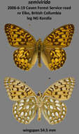 صورة Speyeria callippe semivirida McDunnough 1924