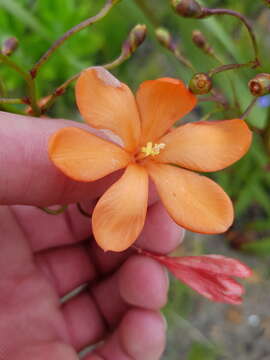 Image of Pillansia templemannii (Baker) L. Bolus