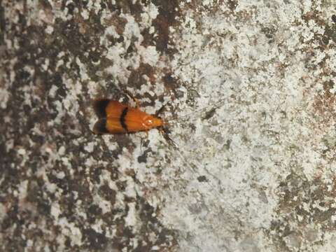 Image of Macrostemum fastosum (Walker 1852)