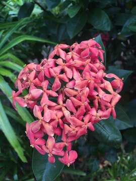 Слика од Ixora coccinea L.