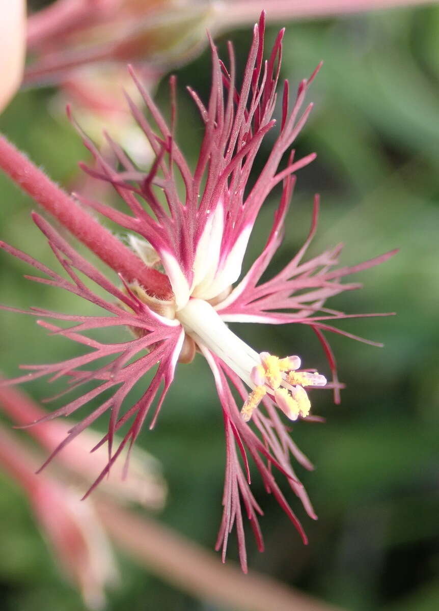 Image of Pelargonium caffrum (Eckl. & Zeyh.) Steud.