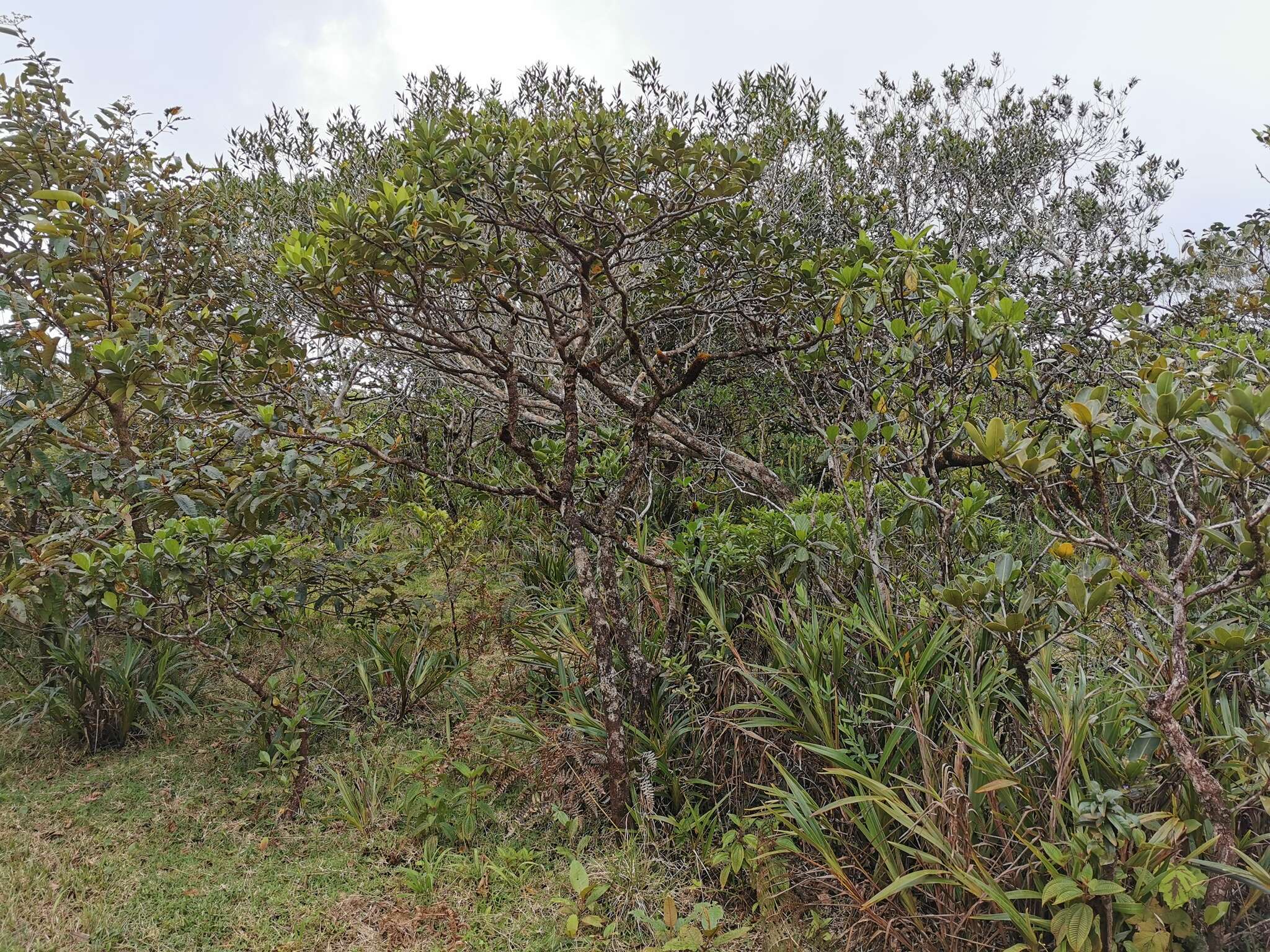 Image de Stillingia lineata (Lam.) Müll. Arg.