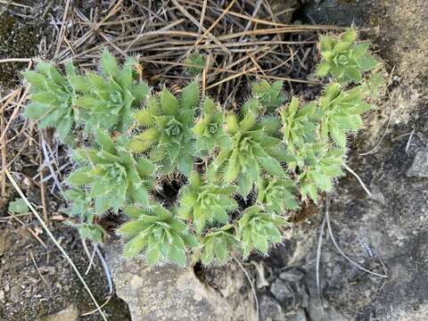 Image of Aeonium simsii (Sweet) W. T. Stearn