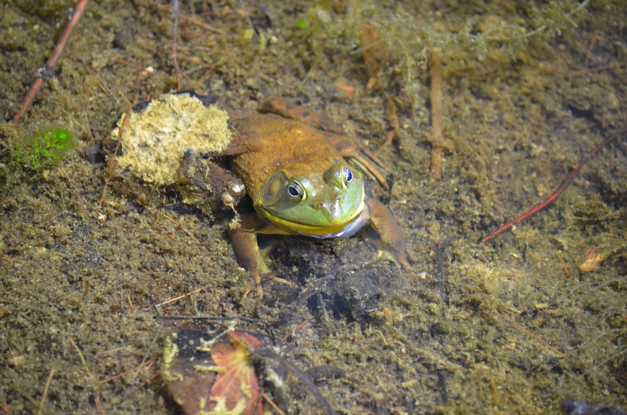 Слика од Lithobates catesbeianus (Shaw 1802)