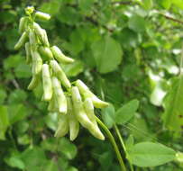 Imagem de Vicia pisiformis L.