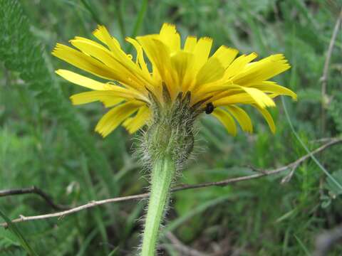 Image of Leontodon caucasicus (M. Bieb.) Fisch.