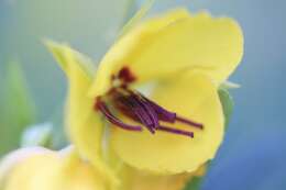 Image of partridge pea