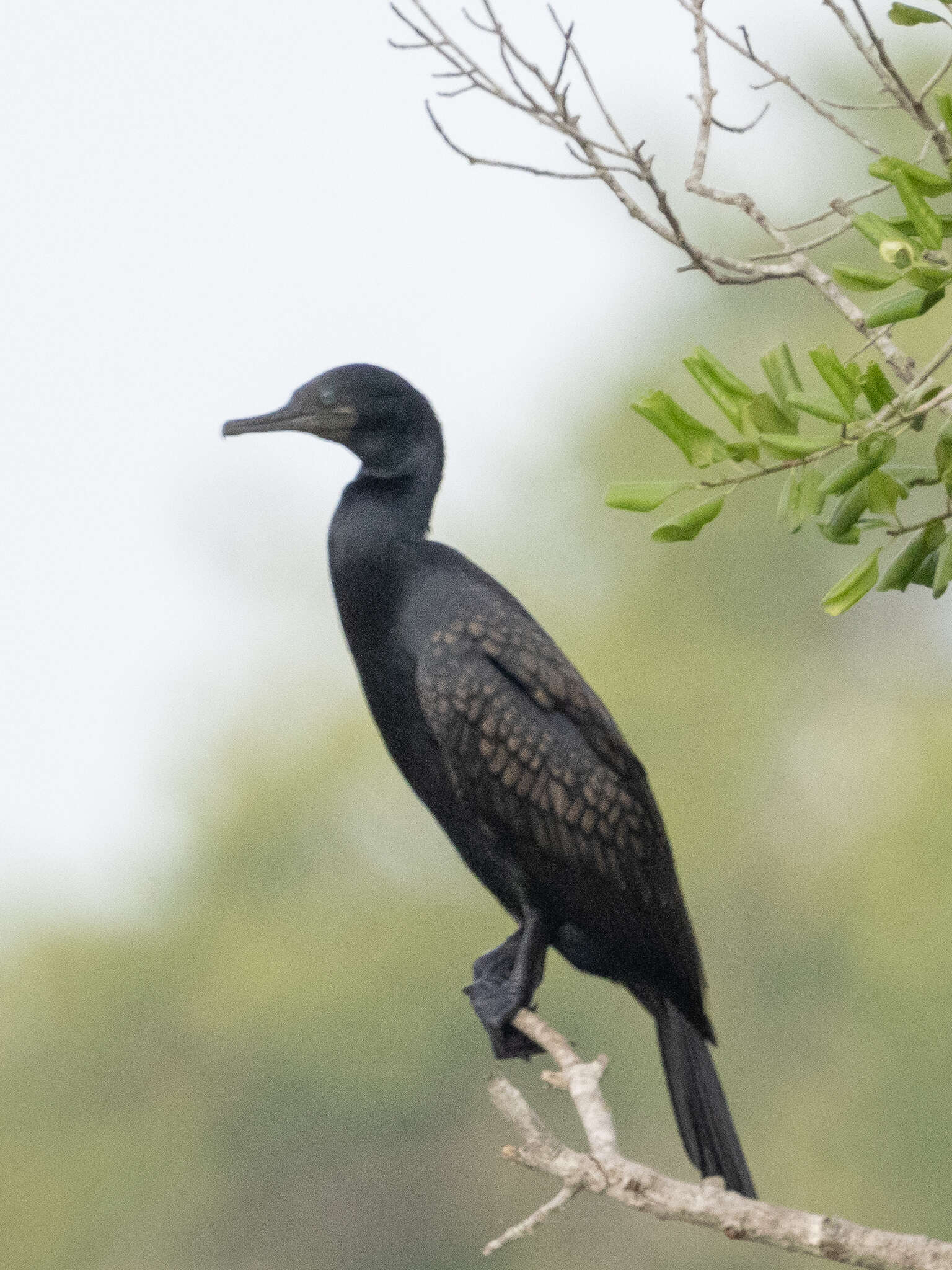 Image of Indian Cormorant