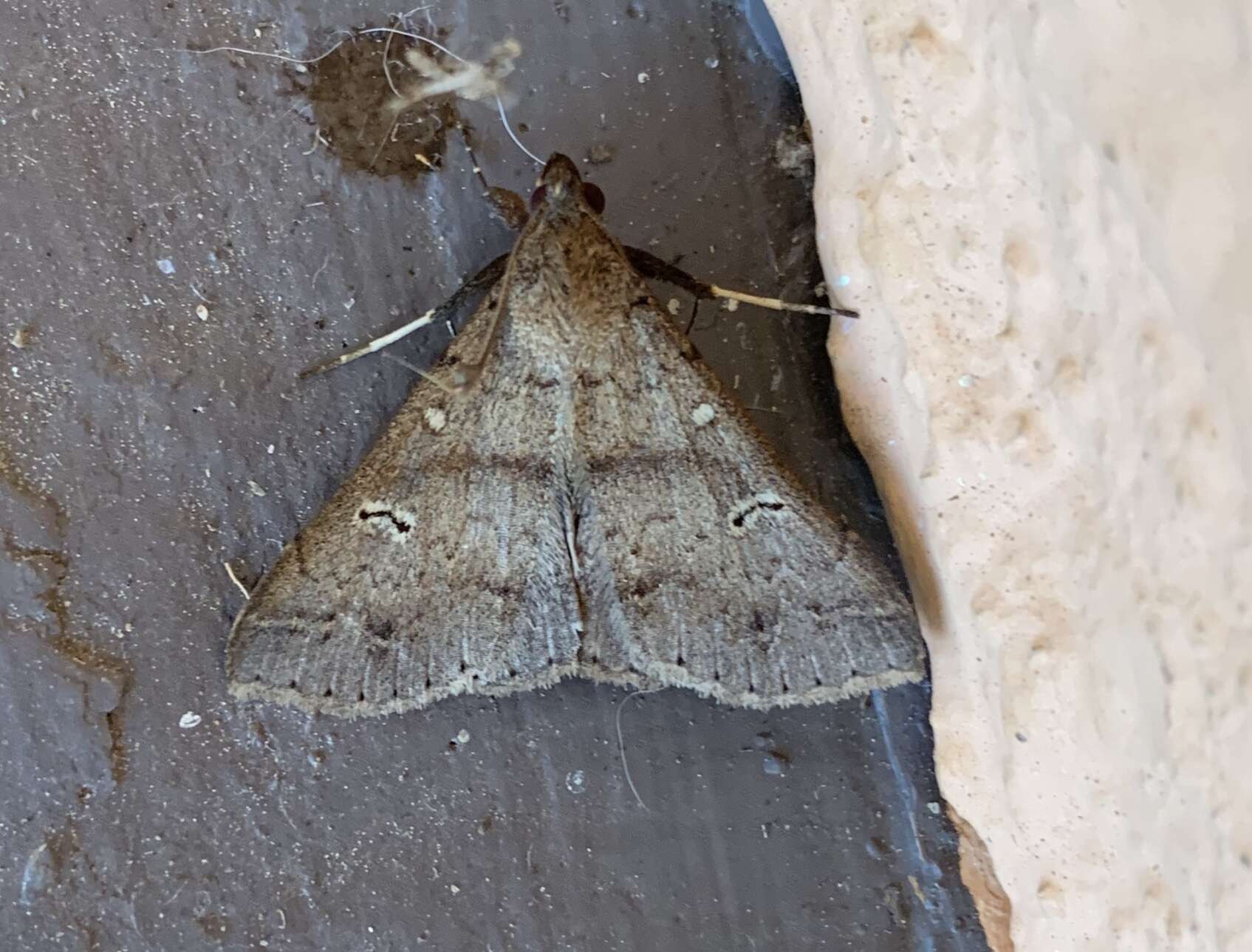 Image of Discolored Renia Moth