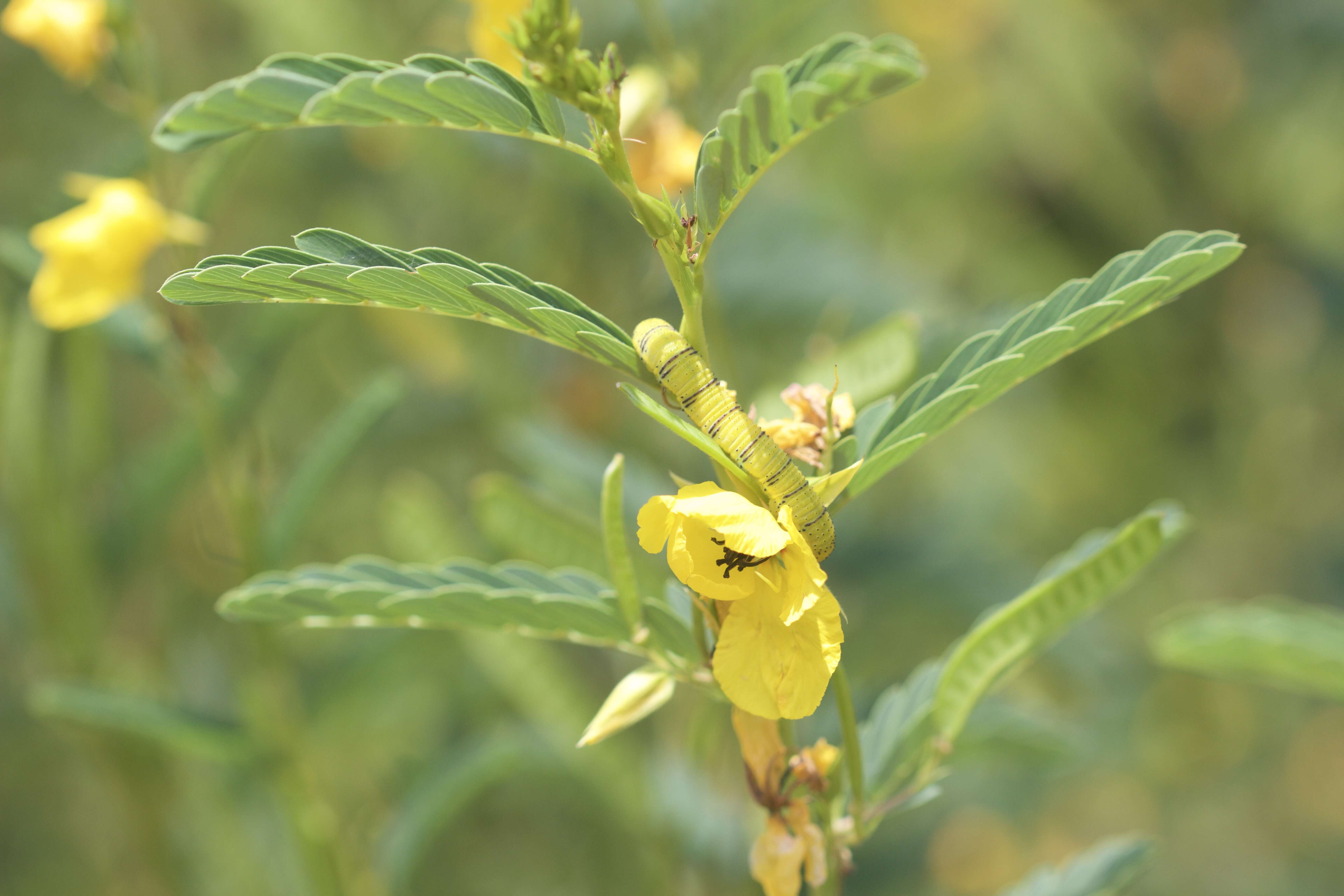 Image of partridge pea