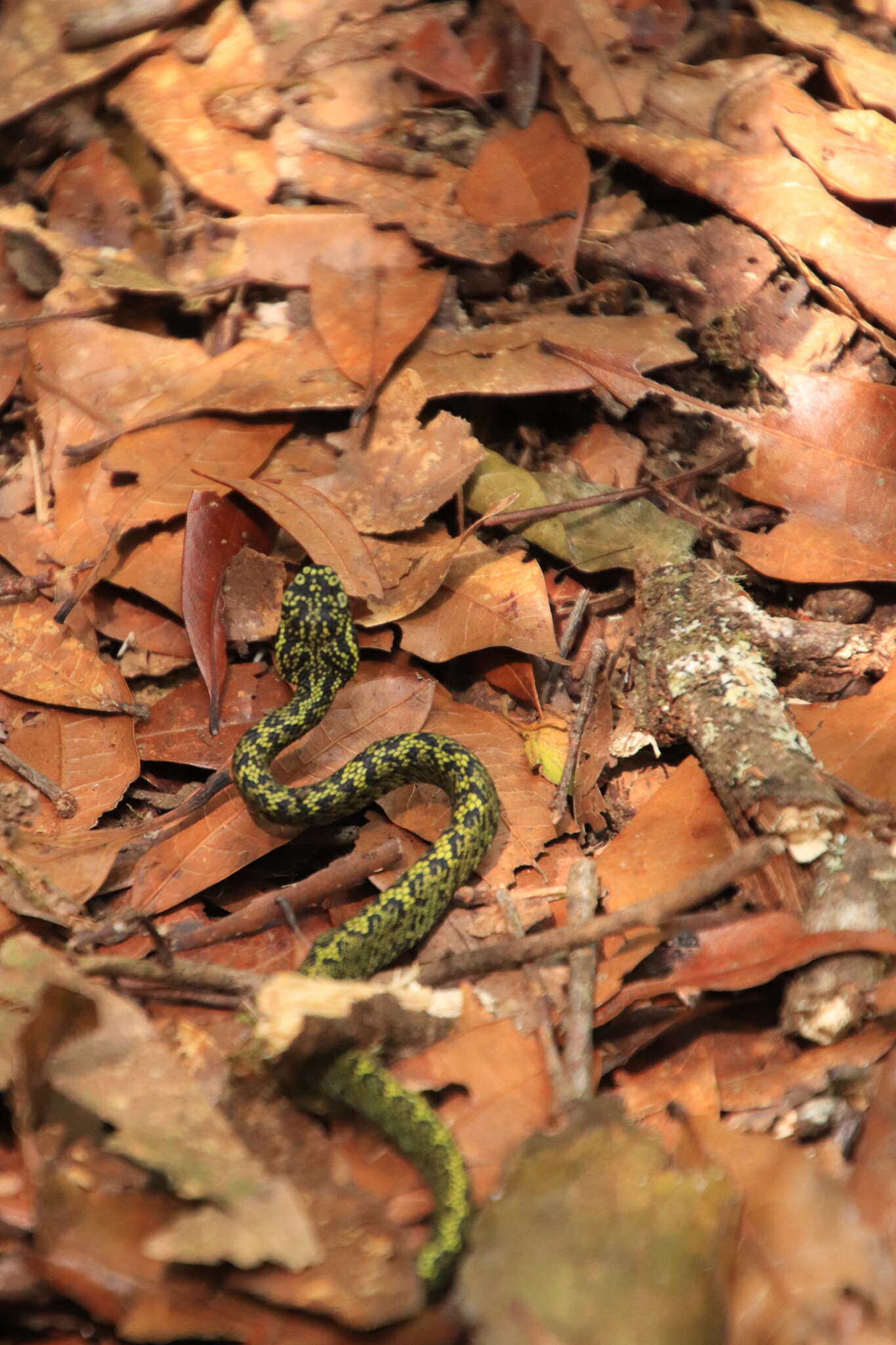 Image of Bothriechis nubestris Doan, Mason, Castoe, Sasa & Parkinson 2016