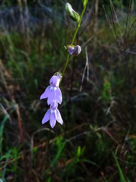 Plancia ëd Lobelia flaccidifolia Small