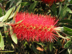 صورة Callistemon citrinus (Curtis) Skeels