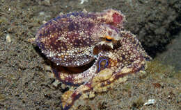 Image of Amphioctopus siamensis (Nateewathana & Norman 1999)