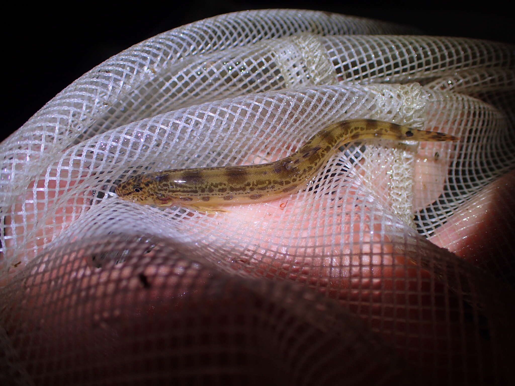 Image of Japanese striped loach