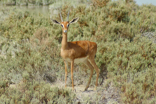 Image of Mountain Gazelle