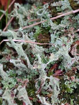 Image of cup lichen