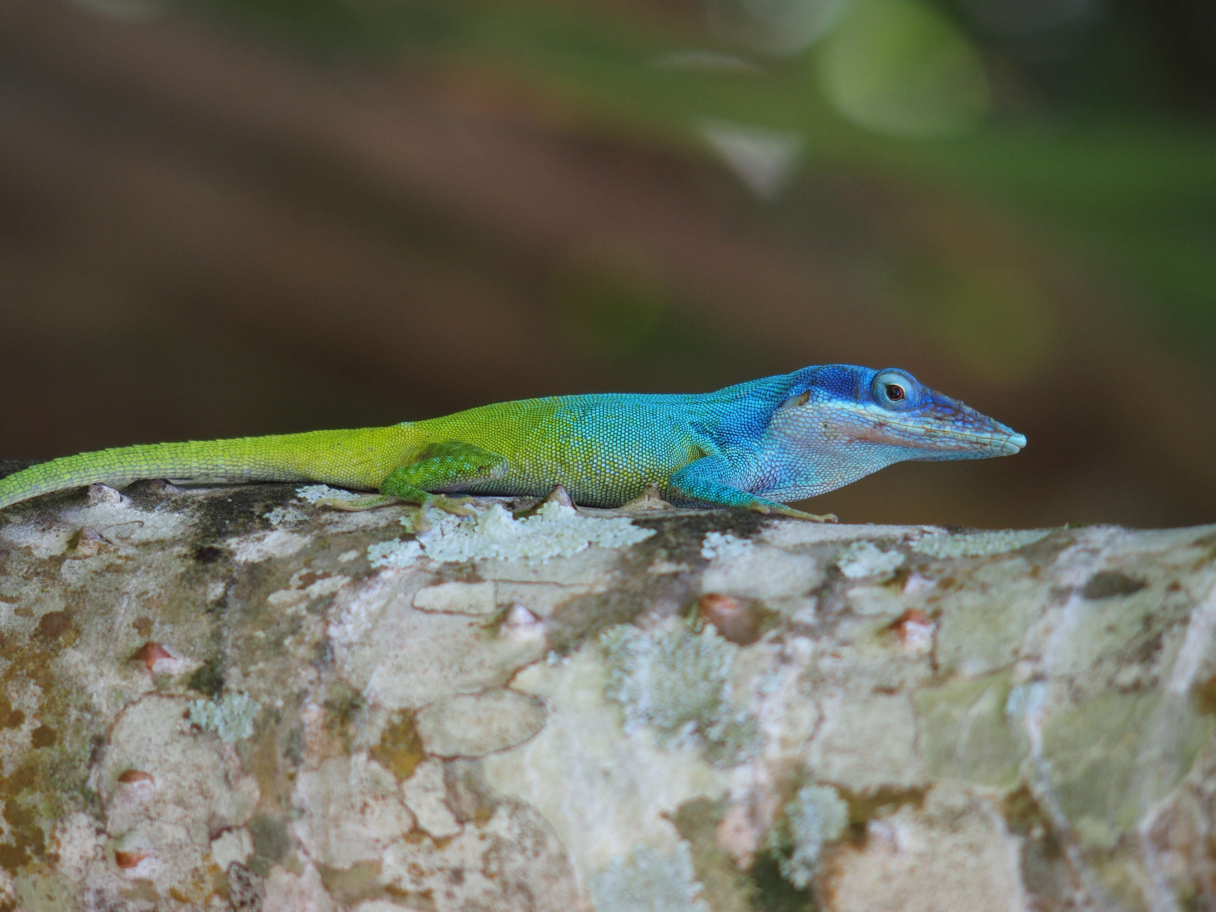 Image of Allison's Anole