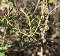 Image of mallee honeymyrtle