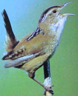 Image of Marsh Wren