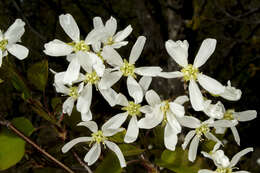 Image of Allegheny Serviceberry