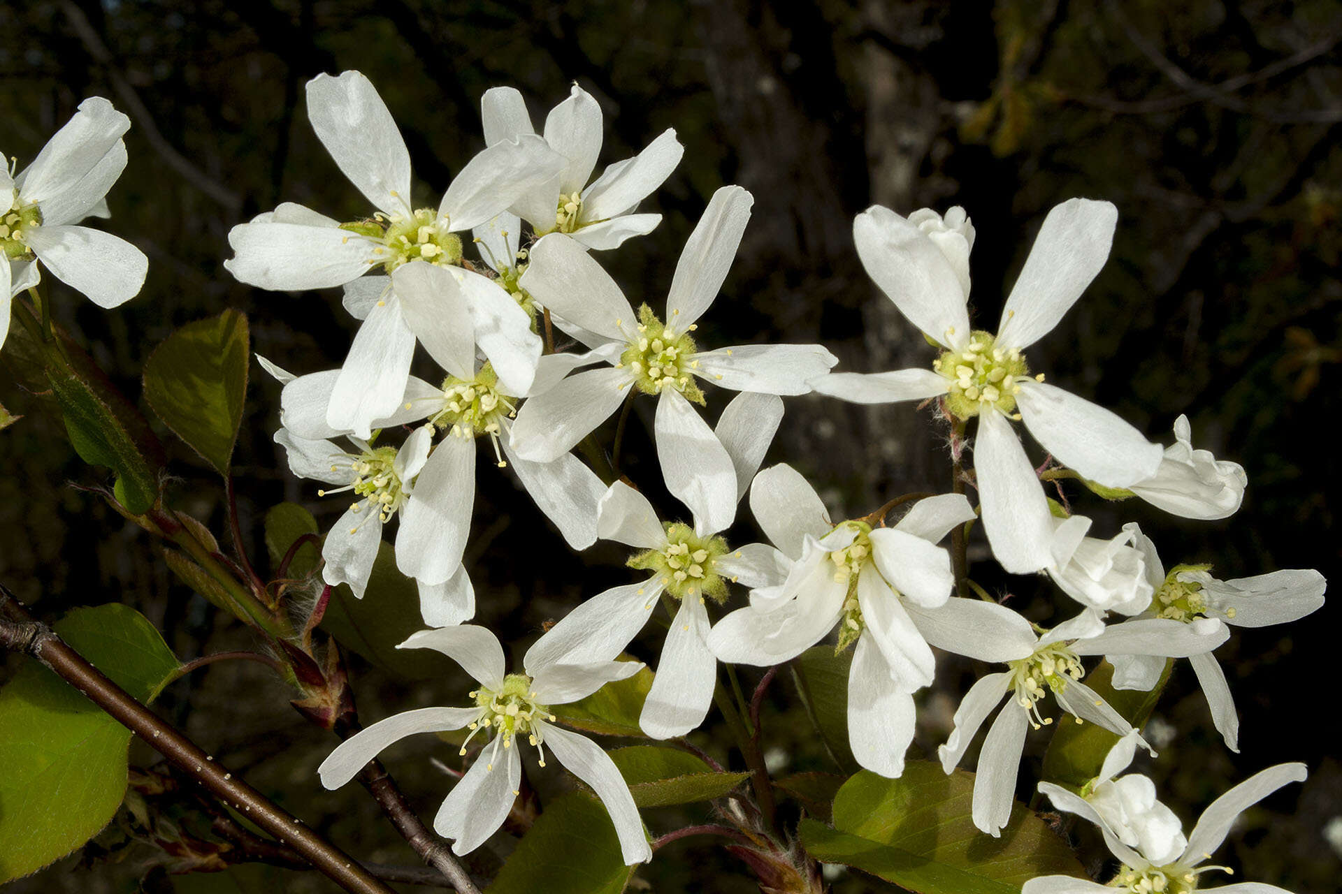 Image of Allegheny Serviceberry