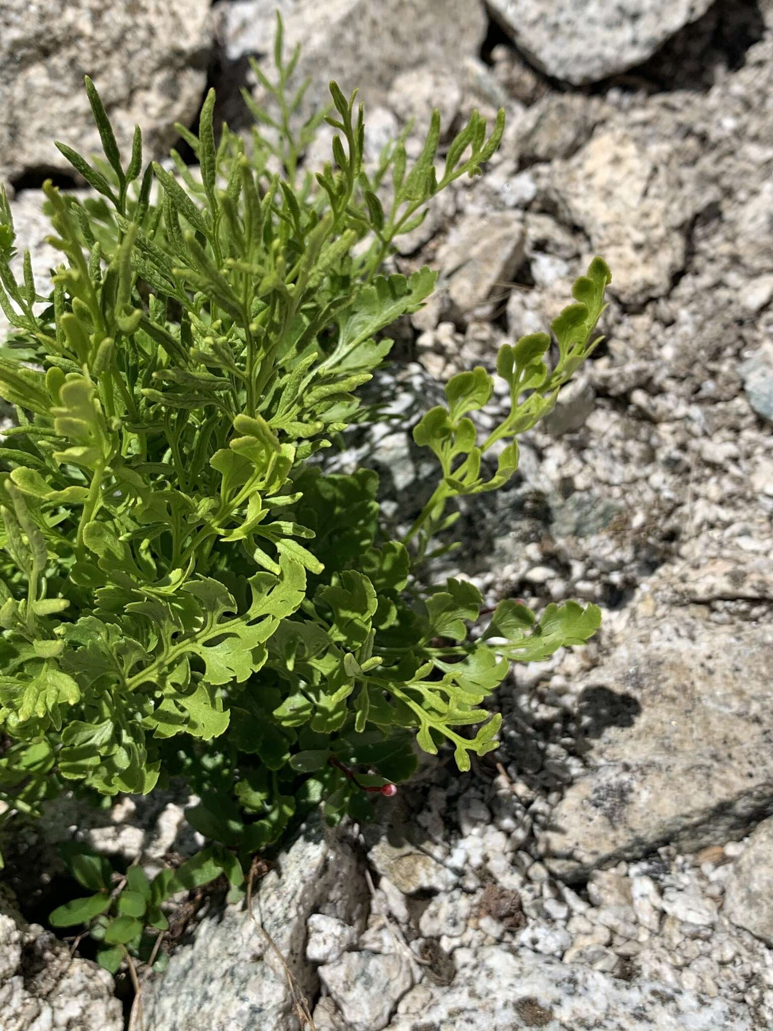 Sivun Cryptogramma cascadensis E. R. Alverson kuva