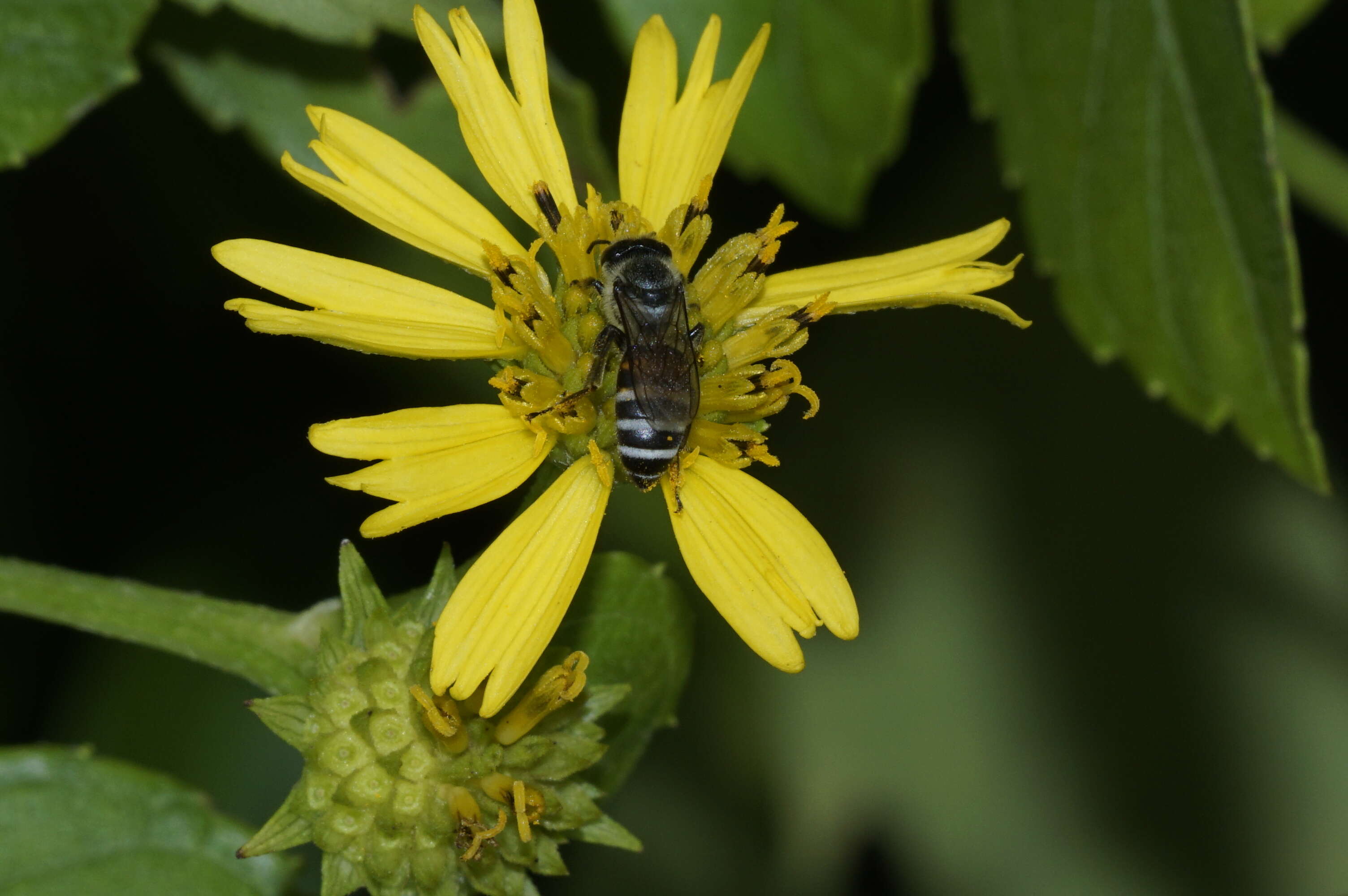 صورة Wollastonia biflora (L.) DC.