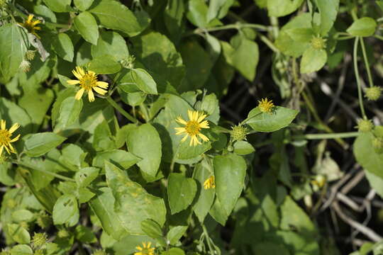 Imagem de Wollastonia biflora (L.) DC.