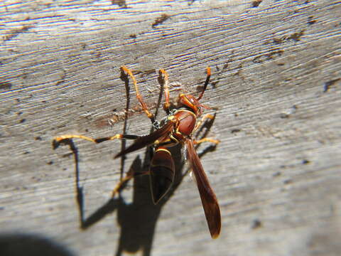 Image of Polistes bahamensis Bequard & Salt 1931